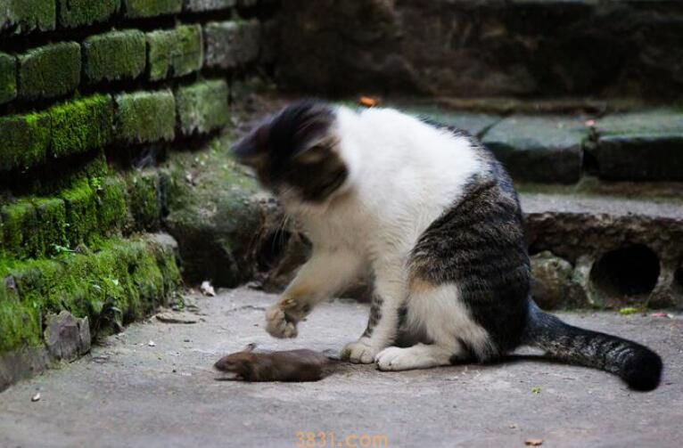 蓝猫抓老鼠吗(图1)