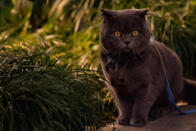 蓝猫抓老鼠吗(图2)