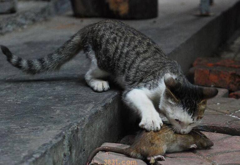 蓝猫抓老鼠吗(图3)