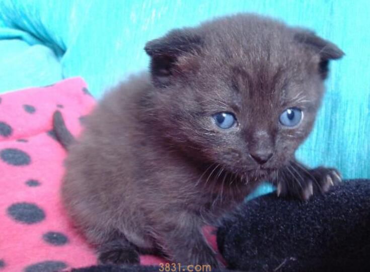 蓝猫折耳能活多久(图2)