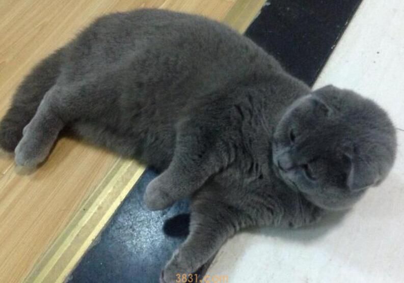 蓝猫折耳能活多久(图3)