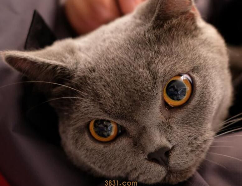 蓝猫为什么叫蓝猫(图1)