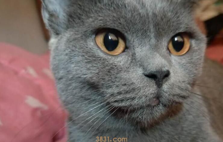 蓝猫为什么叫蓝猫(图2)