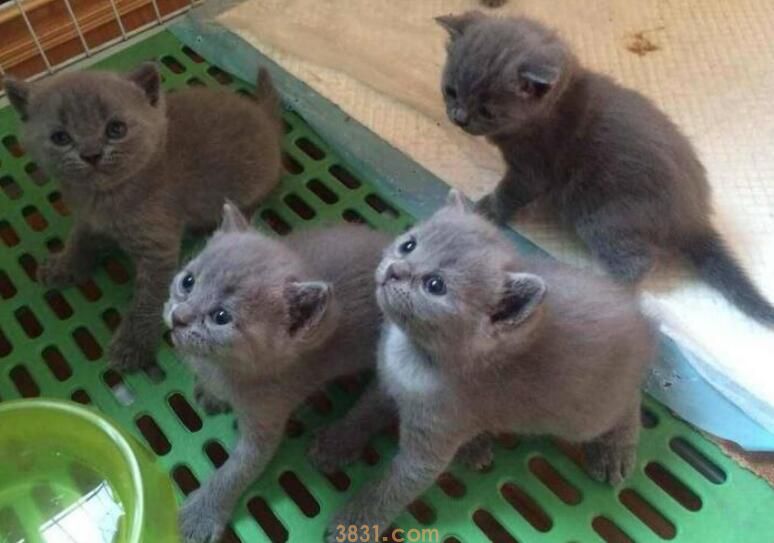 蓝猫为什么叫蓝猫(图3)
