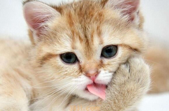 促进猫食欲的药有哪些(图1)