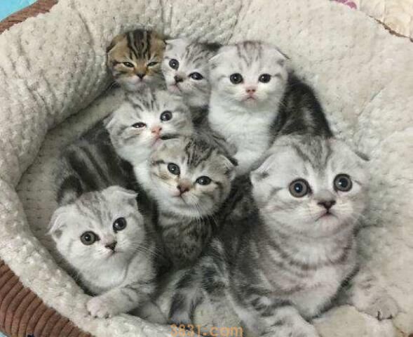 什么是半折耳猫(图1)