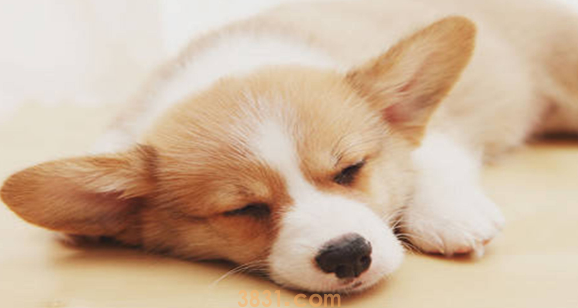 小狗不吃食怎么办还没精神拉稀(图1)