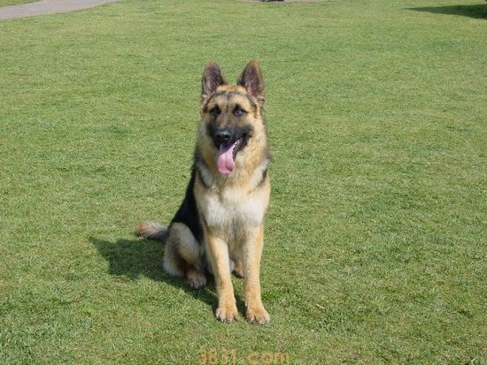 小德国牧羊犬多少钱一只 纯种德牧价格是多少(图2)