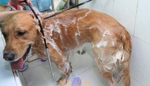 小土狗多久洗一次澡合适(图1)