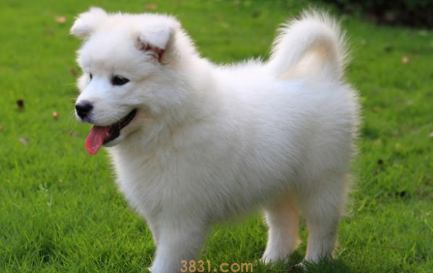 刚满月的狗狗可以洗澡吗,可不可以用沫浴露(图1)