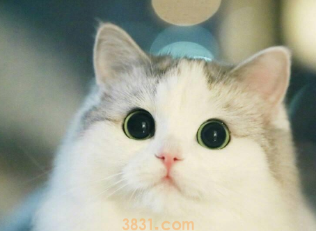 猫咪为了偷吃饺子,掩耳盗铃都用上了(图1)