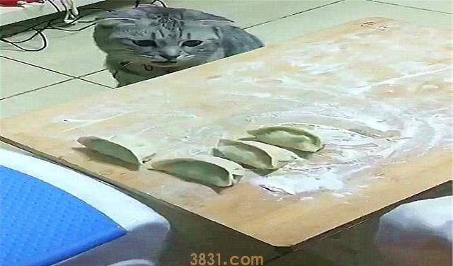 猫咪为了偷吃饺子,掩耳盗铃都用上了(图2)