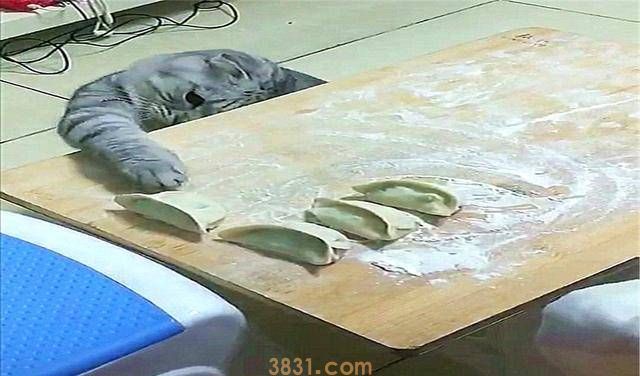 猫咪为了偷吃饺子,掩耳盗铃都用上了(图3)