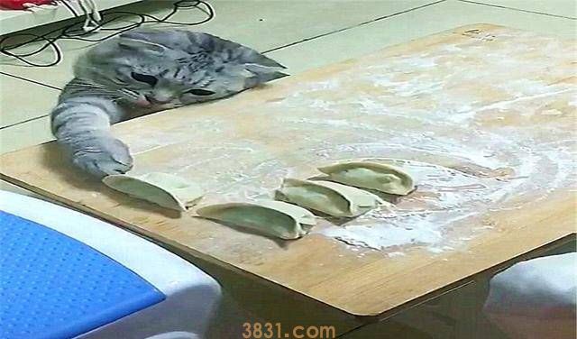 猫咪为了偷吃饺子,掩耳盗铃都用上了(图4)
