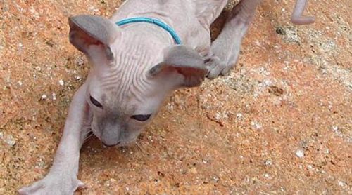 无毛猫种类有哪些地方无毛猫品种能介绍(图1)