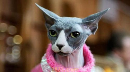 无毛猫种类有哪些地方无毛猫品种能介绍(图3)