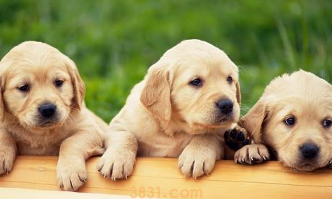 狗是不是不能吃奶油(图1)