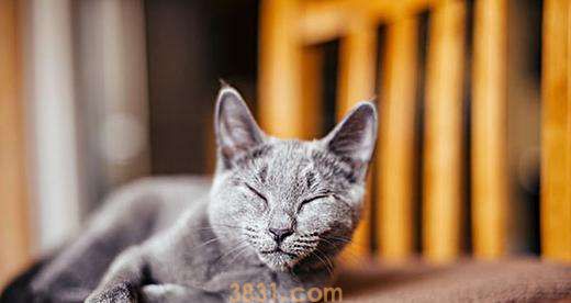 俄罗斯蓝猫形态有什么呢特征蓝猫形态特征可以介绍(图1)