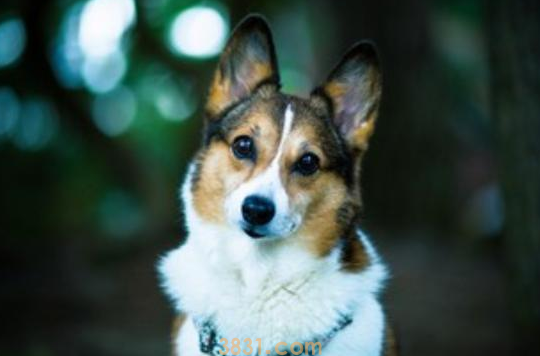 狗的尿是红色的是什么怎么回事(图1)