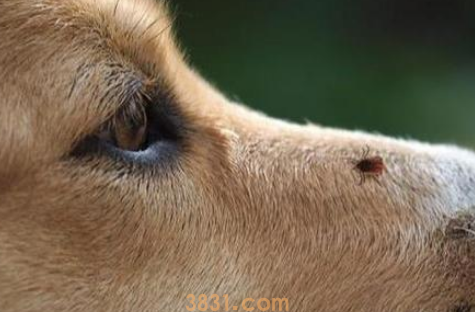 狗身上有蜱虫怎么办能去除干净吗(图1)