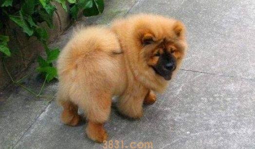 狗得犬瘟能治好吗会传染吗(图1)