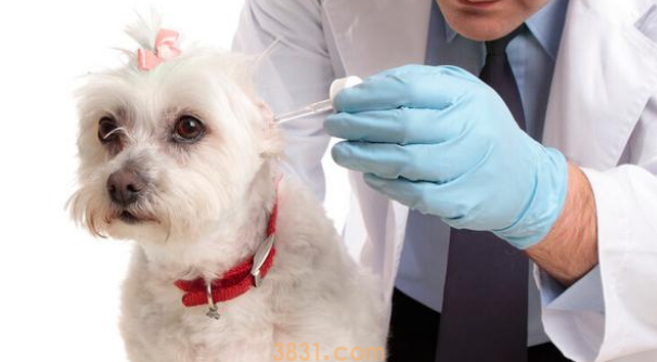 狗狗耳螨有什么家常的治疗方法(图1)