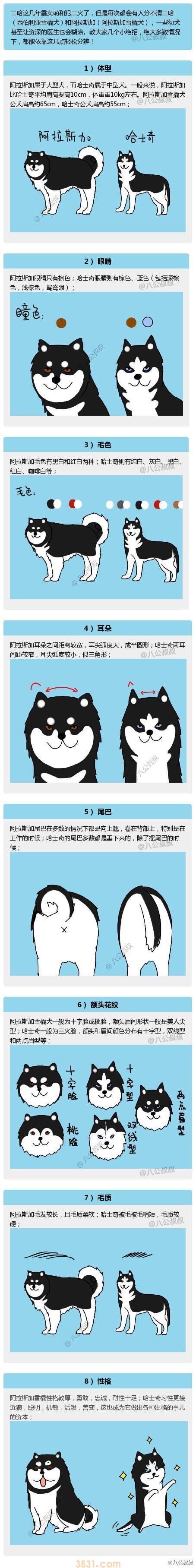 阿拉斯加和哈士奇的区别 哈士奇和阿拉斯加的区别(图1)