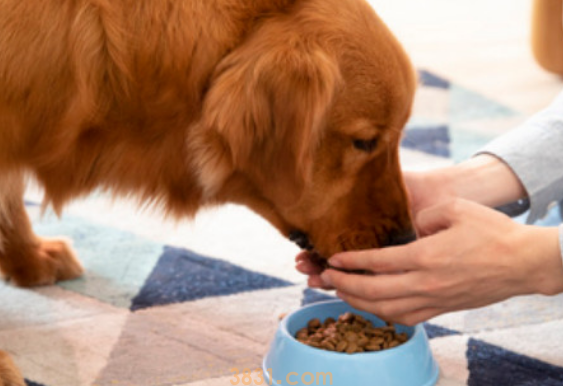 成年狗狗能吃猫粮吗(图1)