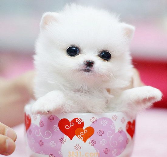 茶杯犬多少钱一只幼崽最便宜 茶杯犬价格介绍(图2)