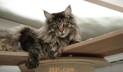 缅甸猫和缅因猫有什么区别二者区别能介绍(图1)