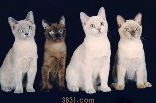 缅甸猫和缅因猫有什么区别二者区别能介绍(图2)