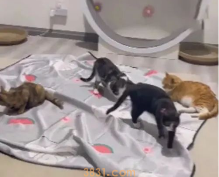 女子租房装修成“猫窝”,收养了6只猫:想让流浪猫们也有地方玩(图2)