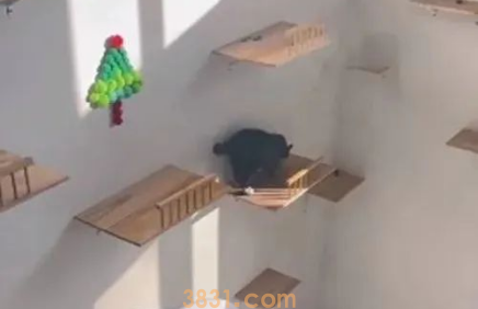 女子租房装修成“猫窝”,收养了6只猫:想让流浪猫们也有地方玩(图3)