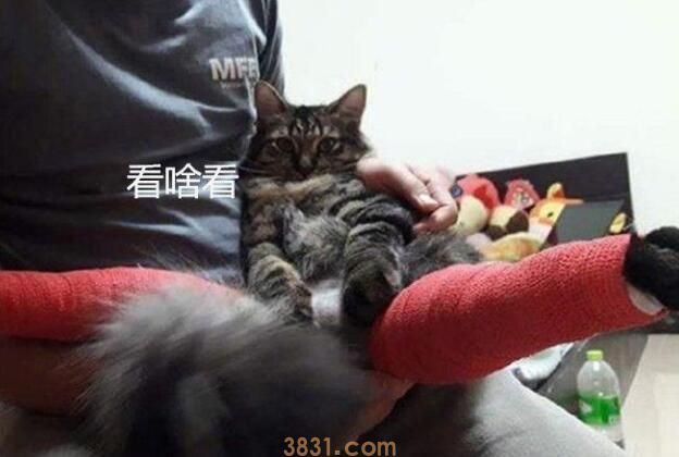 男子送骨折猫咪去医院,看着医生给它包好的腿,既心疼又不忍想笑(图2)