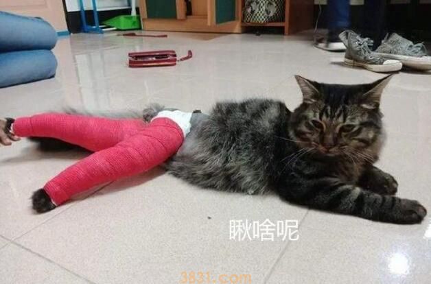 男子送骨折猫咪去医院,看着医生给它包好的腿,既心疼又不忍想笑(图4)