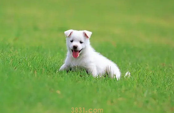 小狗能不能吃巧克力酱(图1)