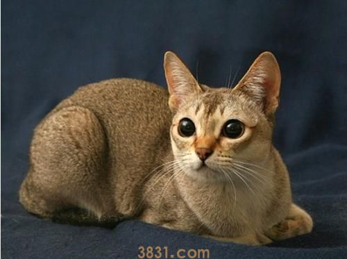 新加坡猫多少钱一只赛级新加坡猫价格(图1)