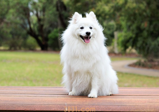 狗狗夏天洗澡多久一次比较好(图1)