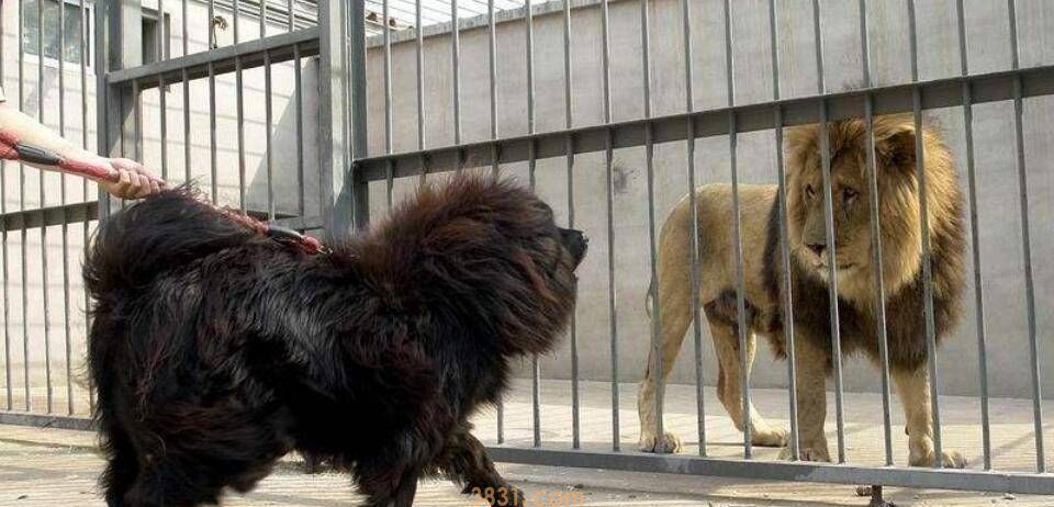 猫打不过狗,藏獒能够打赢狮子吗?答案可想而知(图2)