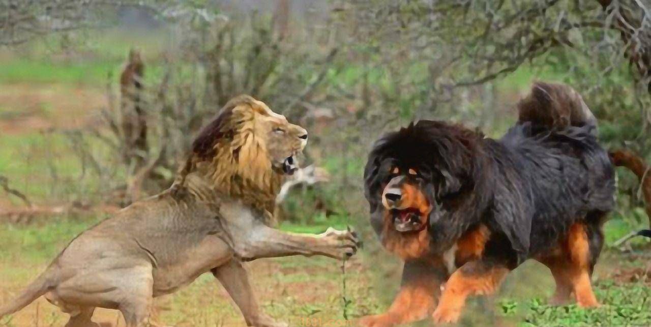 猫打不过狗,藏獒能够打赢狮子吗?答案可想而知(图3)