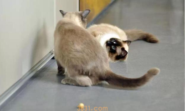 猫咪为什么给主人吃的 | 猫咪对你好,都是为了吃的?(图1)