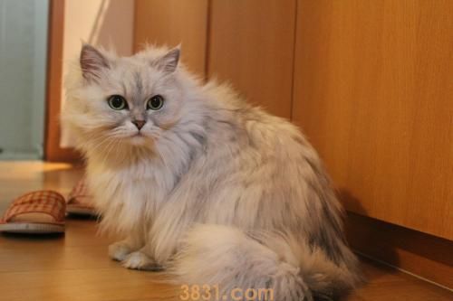 金吉拉猫多少钱一只金吉拉猫价格(图1)