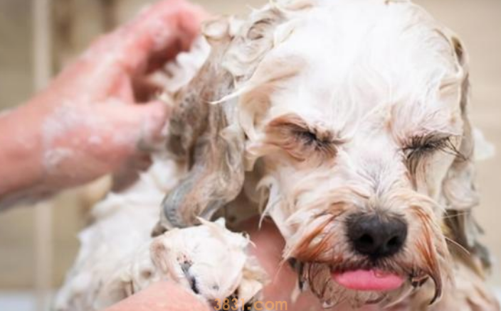 狗几天洗一次澡比较好(图1)