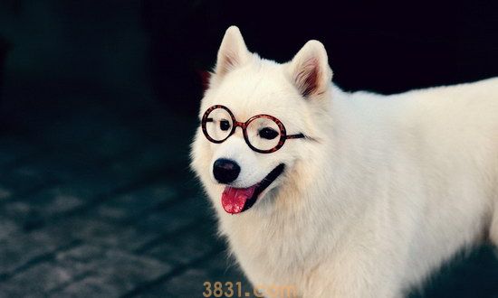 萨摩耶犬怎么看纯不纯 纯种萨摩耶特征辨别方法(图1)