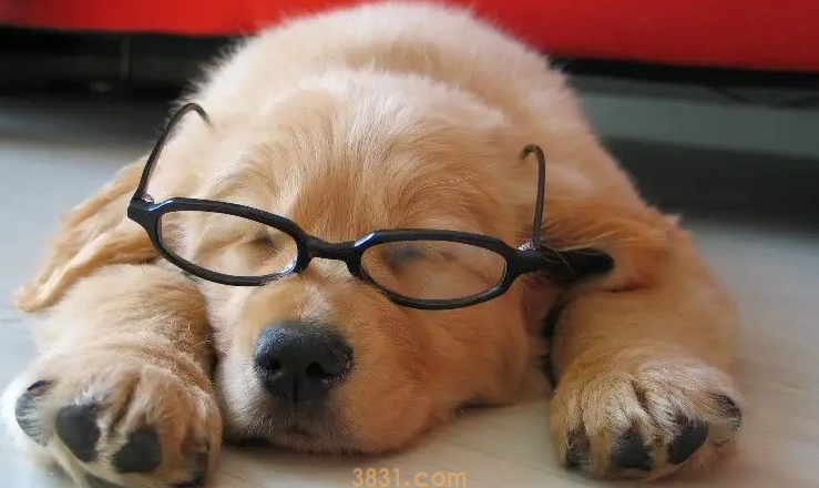 狗怎么判断是不是腹水还是胀气(图1)