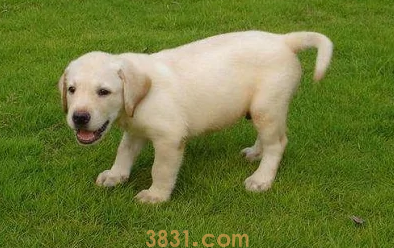 狗狗舔自己身上的伤口要紧吗(图1)