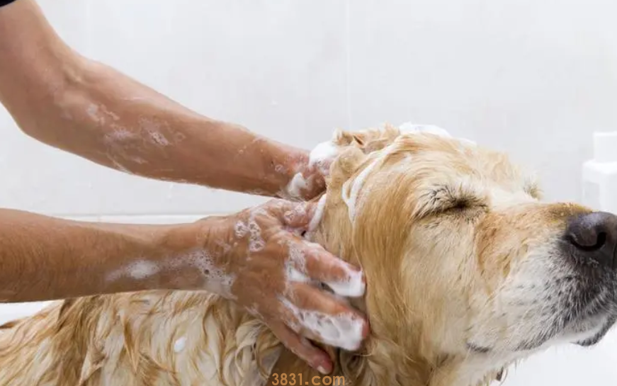 狗狗能用肥皂洗澡吗(图1)