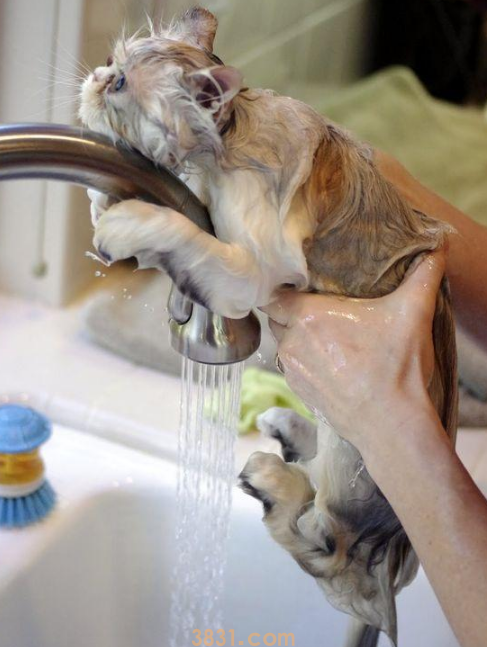 “养猫10年,只给猫咪洗过一次澡”:猫咪一生不洗澡可以吗?(图2)