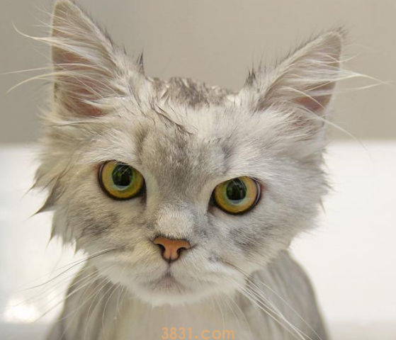 “养猫10年,只给猫咪洗过一次澡”:猫咪一生不洗澡可以吗?(图5)