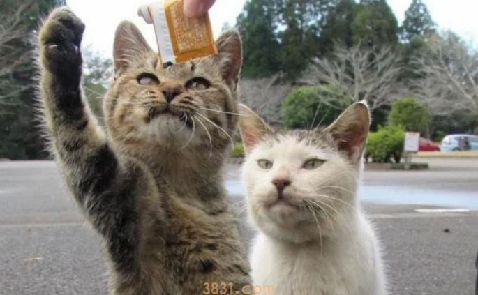 流浪猫的生活虽然不易,但是投喂需谨慎,爱心泛滥有时候不是好事(图1)